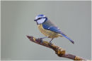 Blue tit perched