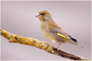 Greenfinch perched