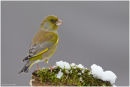 GHreenfinch perched on mossy branch