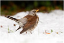 Fieldfare in the snow