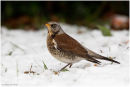 Fieldfare in the snow