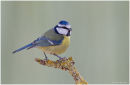 Blue tit perched