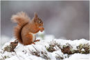 Red squirrel in the snow