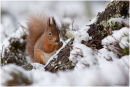 Red squirrel in the snow