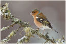 Chaffinch on lichen