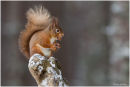 Red squirrel posing