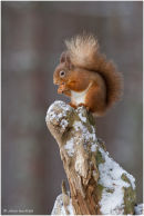 Red squirrel on tree stump in the snow