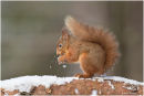 Red squirrel blowing snow !!