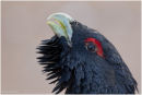 Capercaillie closeup