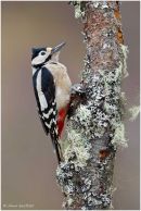 Great spotted woodpecker