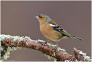 Chaffinch perched