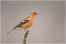 Chaffinch portrait