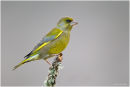 Greenfinch perched