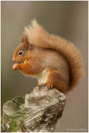 Red squirrel on tree stump