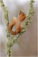 Red squirrel on lichen