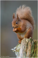Red squirrel on tree stump