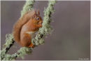 Red squirrel on lichen