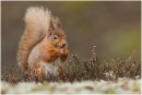 Red squirrel in heather