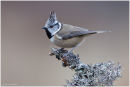 Crested tit perched
