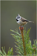 Crested tit on pine