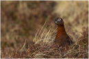 Red grouse in heather