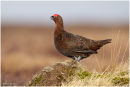 The Famous Grouse ..