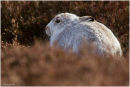 Mountain hare