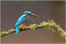 Kingfisher in the rain