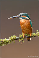 Kingfisher on mossy branch