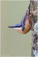 Nuthatch posing