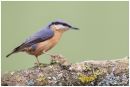 Nuthatch perched on log