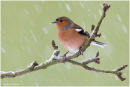 Chaffinch on branch