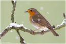 Robin perched on twig