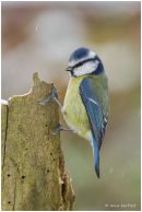 Blue tit on log