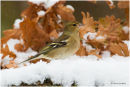 Chaffinch in the snow