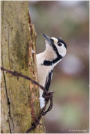 Great spotted woodpecker on post