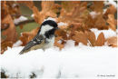 Coal tit in the snow