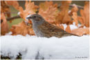 Dunnock in the snow