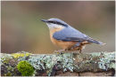 Nuthatch perched on log