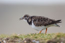 Turnstone calling