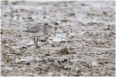 Grey plover