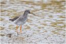 Wading redshank