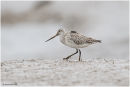 Bar tailed godwit