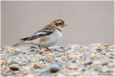 Snow bunting