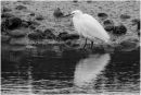 Little egret