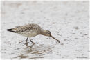 Bar tailed godwit