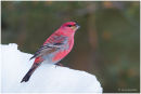 Male pine grosbeak