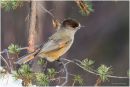Siberian jay