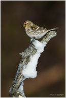 Common redpoll