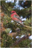 Pine grosbeak (male)